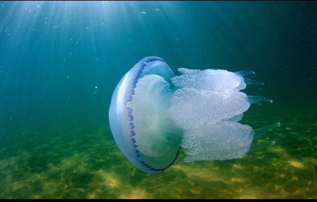 ЩО РОБИТИ, ЯКЩО ВЖАЛИЛА МЕДУЗА❓